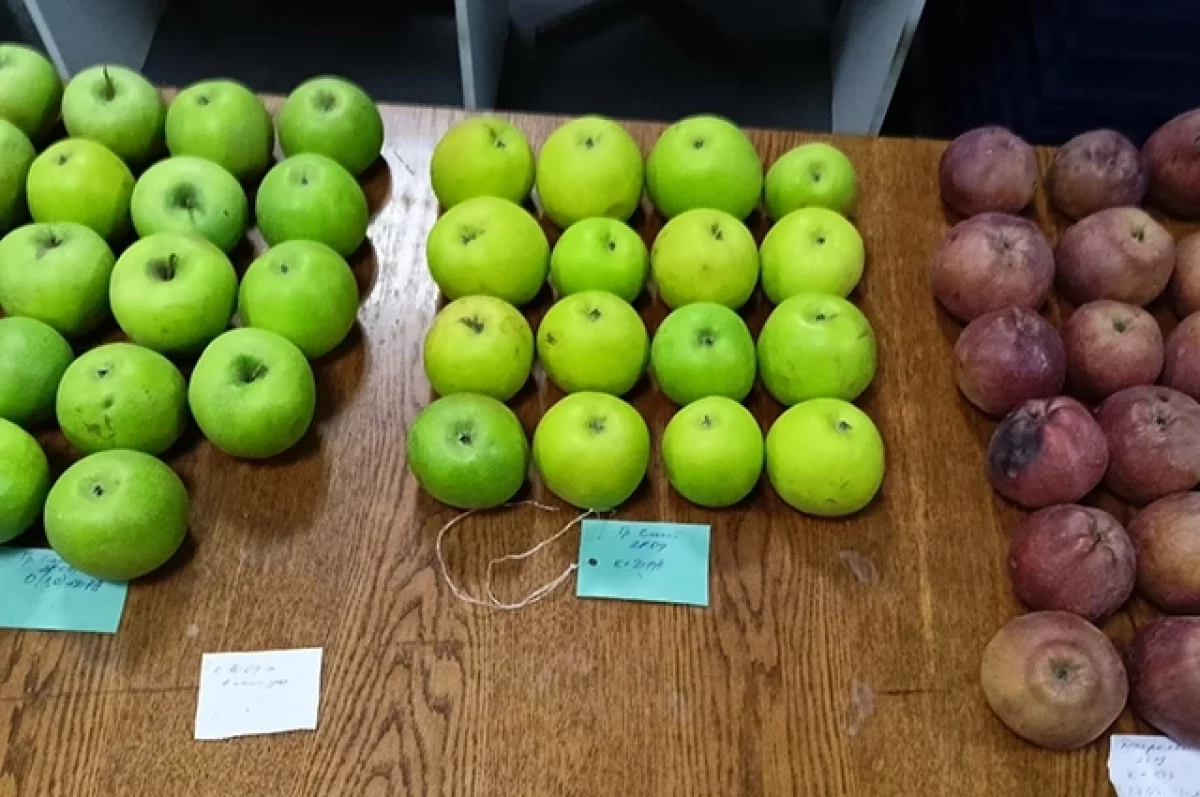 Плодотворно. Академик Гудковский рассказал, какие яблоки самые полезные